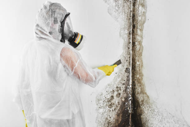 Asbestos and Lead Testing During Mold Inspection in Millbrook, AL